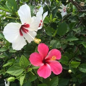 Meet your Posher, Pam